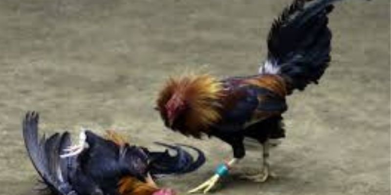 Kỹ Năng Kiếm Tiền Triệu Khi Chơi Đá Gà Cựa Tròn
