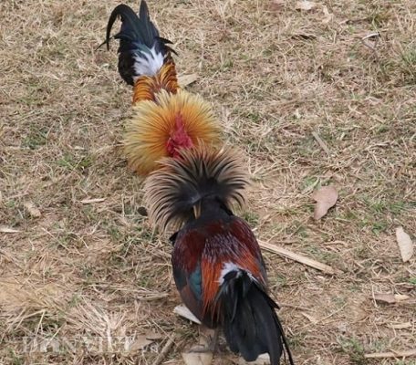 Những Dấu Hiệu Nhận Biết Gà Có Thế Đá Xạ