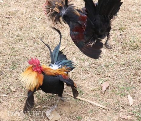 Thế Gà Đá Xạ 58WIN