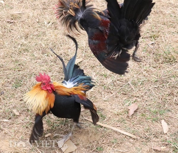 Thế Gà Đá Xạ 58WIN