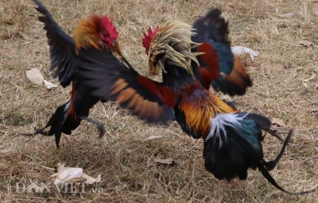 Kỹ Năng Đặt Cược Gà Đá Xạ Trên 58WIN