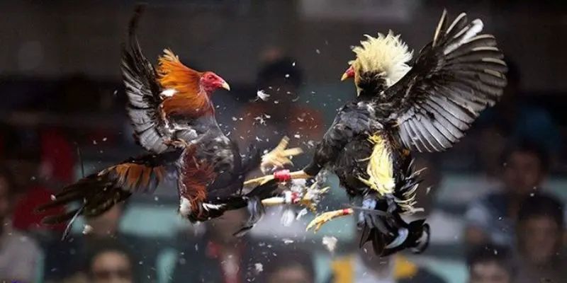 Chi Tiết Luật Chơi Đá Gà Cựa Sắt Trên 58WIN