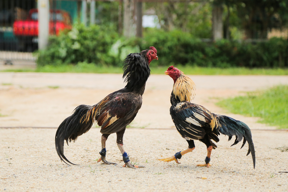 Đá Gà Cựa Tròn 58WIN