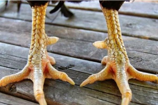 Các Loại Vảy Gà Chọi Độc Thường Thấy Tại 58WIN